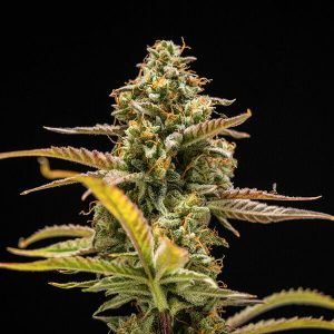 https://greenhigh.de/wp-content/uploads/2018/09/hyperion-f1-300x300.jpg