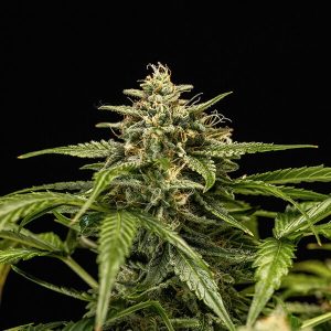 https://greenhigh.de/wp-content/uploads/2018/09/medusa-f1-300x300.jpg