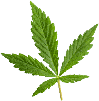 https://greenhigh.de/wp-content/uploads/2018/12/marijuana_leaf.png