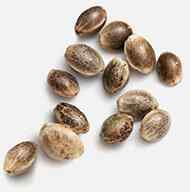 https://greenhigh.de/wp-content/uploads/2018/12/marijuana_seeds.jpg