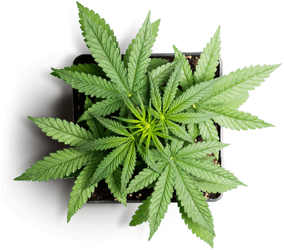 https://greenhigh.de/wp-content/uploads/2019/01/slider_marijuana_01.png