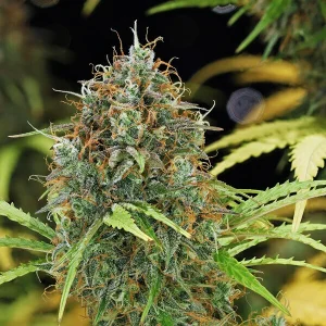 https://greenhigh.de/wp-content/uploads/2024/12/amnesia-haze-automatic-300x300.webp