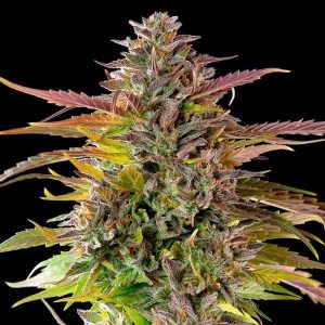 https://greenhigh.de/wp-content/uploads/2024/12/cookies-gelato-300x300.jpg