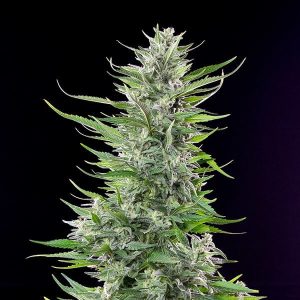 https://greenhigh.de/wp-content/uploads/2024/12/fat-banana-300x300.jpg