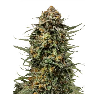 https://greenhigh.de/wp-content/uploads/2024/12/gelato-44-300x300.webp