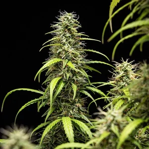https://greenhigh.de/wp-content/uploads/2024/12/goatlato-automatic-300x300.webp