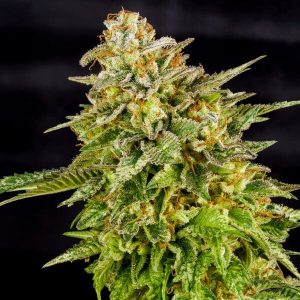 https://greenhigh.de/wp-content/uploads/2024/12/og-kush--300x300.jpg